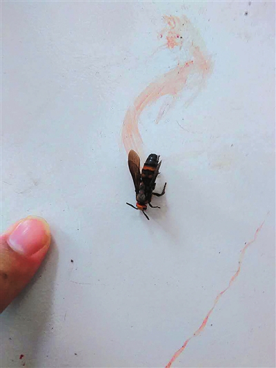 男子驾摩托途中突耳痛难忍 耳洞深处夹出大黄