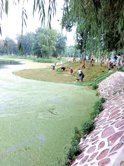 鄭州西流湖鋪滿浮萍如草地