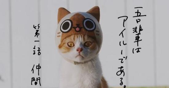《怪物猎人日记:暖洋洋的猫猫村DX》真猫宣传片