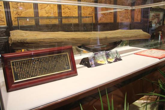 在新密展出的紅豆杉樹化石