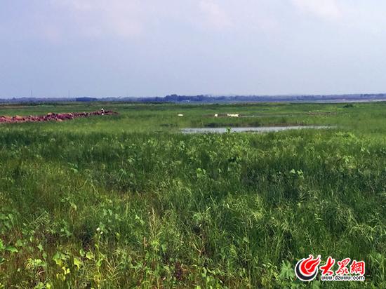7月31日,一場大雨讓濰坊白浪河水庫裸露的庫底多了一些水灣,但仍有大面積庫底裸露,上面長滿了雜草,遠遠望去綠油油的一片,像是大草原一般。