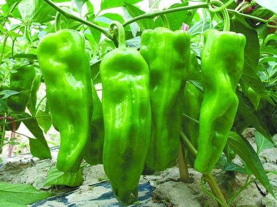 湖南省蔬菜研究所研发和培育的“兴蔬215”辣椒