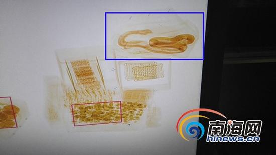 通过X光机判别图发现一货件疑似活体动物蛇的图像(通讯员冯丽文摄)