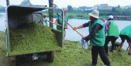 湖岸边堆放着大量的水藻