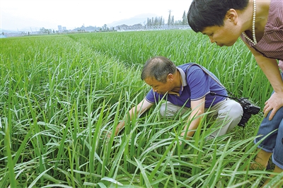 台风造成农业直接经济损失8.5亿元 紧锣密鼓忙