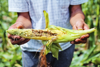 栾川山区野猪猖獗玉米遭殃 人猪之战上演多年_新浪河南_新浪网