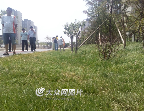 下沉式绿地模仿海绵吸水。(记者 王宗阳 摄)