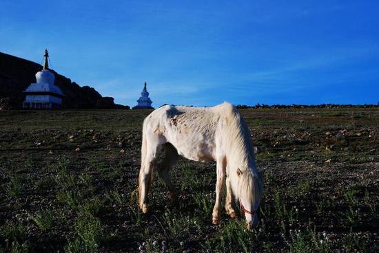 西藏高原马