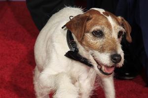 明星小狗乌吉去世 曾主演《艺术家》