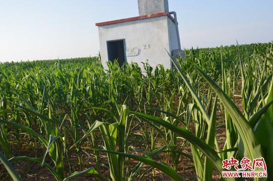 矗立在玉米地里的2號井，玉米因為缺水只有一米來高