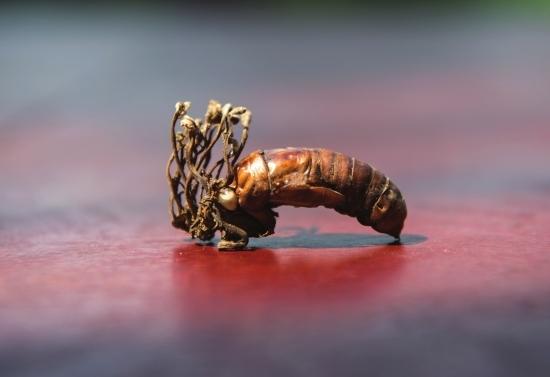 湘潭现 冬虫夏草 专家称是蝉花 药性无定论