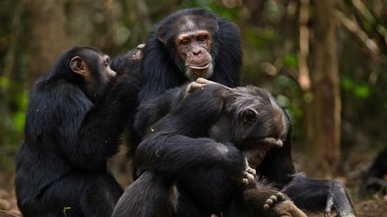 黑猩猩是一种群居动物，经常会相互梳洗打扮。