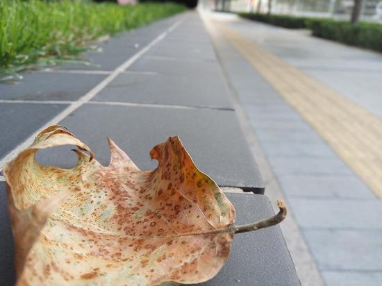 微距