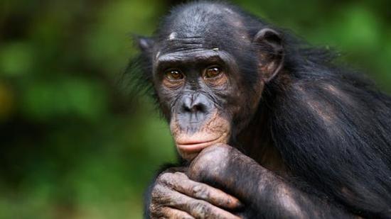 倭黑猩猩比黑猩猩要温和得多，攻击性没黑猩猩强。