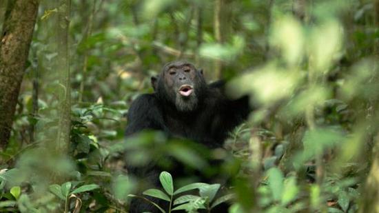 雄性黑猩猩需要保卫自己的领地。