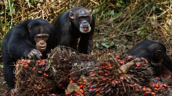 在白天大部分时间里，黑猩猩都是在觅食。