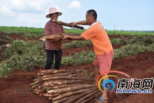 淮山面临滞销,种植户急寻买家。