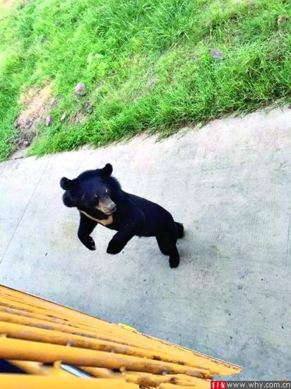 小黑熊误入虎区 被一群老虎围攻咬死