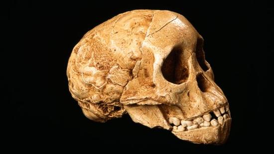 最早的南方古猿化石。