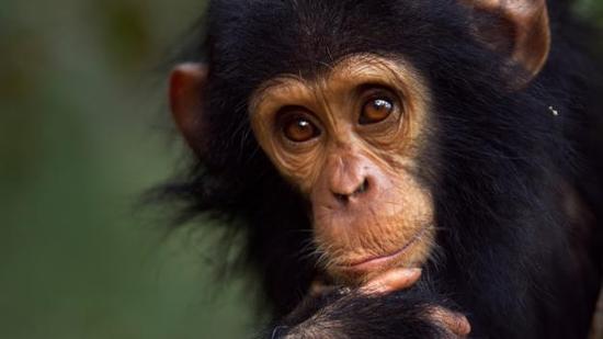 其实黑猩猩并不经常性相互残杀。