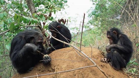 黑猩猩会使用树枝“钓”白蚁。