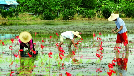 9月份麻涌镇可赏稻稻田风景 稻田画农夫蕉歌