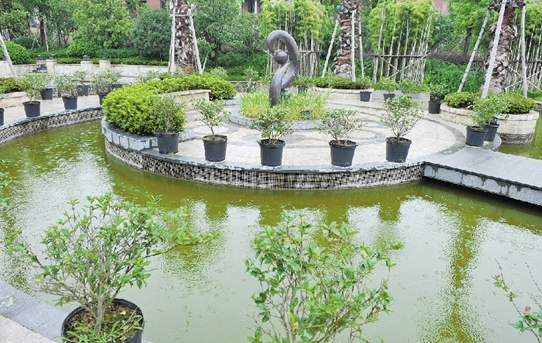 宁波1小区喷水池钻出鳄鱼 疑为小区住户所养宠