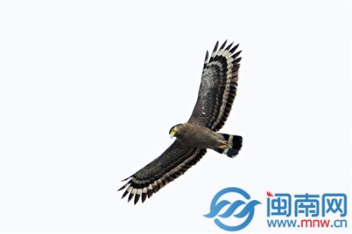 饮鸩止渴的鸩现身漳州 传说中的毒鸟是否有毒