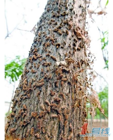 信阳市北京路两旁树木现大量毛辣子