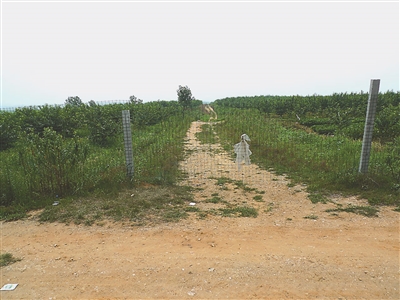 连云港赣榆村民举报村负责人流转土地弄虚作假