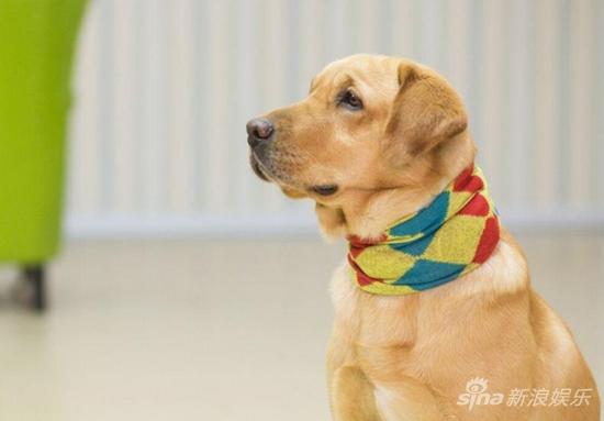 《神犬小七》剧照