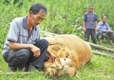 邱石庄家中的牛被"红毛狼"抓伤鼻子,半个月后突然死亡.