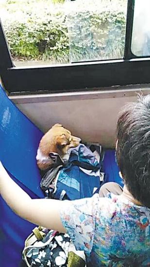 昨日,一条小狗坐在475路公交车座位上。市民文先生供图