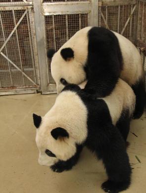 揭秘四川大熊猫为何频产双胞胎 