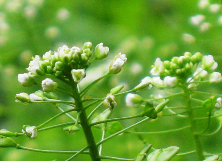 天涯处处有小爱——荠菜