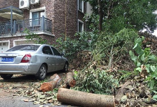 运盛美之国20多米高羊蹄甲被砍 未经过部门审批