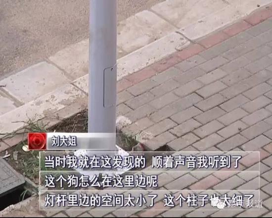 小狗被人塞燈桿