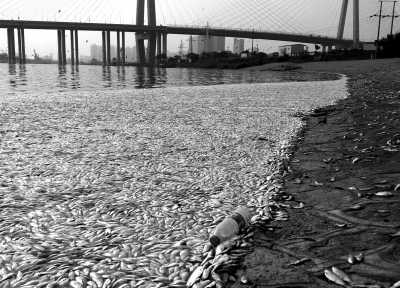 昨天距离火灾爆炸事故核心爆炸点6公里的海河闸岸边出现大量死鱼。