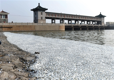 昨日，天津海河东沽防潮闸附近的死鱼。当天，防潮闸一段大约200米堤坝旁漂着大量死鱼，最宽的地方有四、五米。 新华社记者 张晨霖 摄