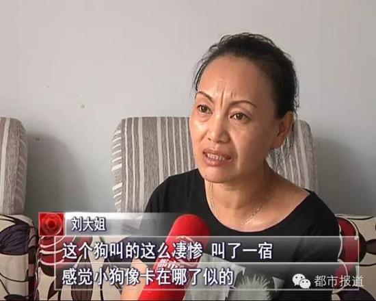 小狗被人塞燈桿