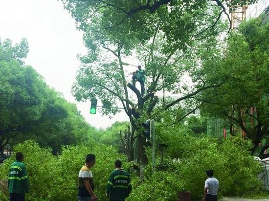 8月20日，长沙岳麓区麓山路二里半附近，几名园林工人正在砍伐人行道上香樟树的树枝。 记者 丁鹏志 摄