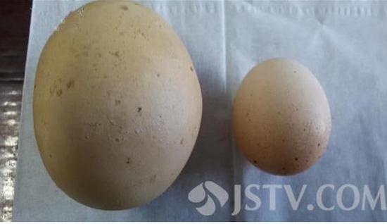 南通现200克大鸡蛋 或超吉尼斯世界纪录_新浪江苏_新浪网