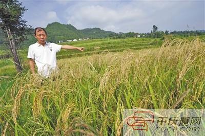肖盛义在介绍他的胭脂水稻