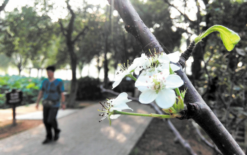 昨日，烈士公园部分梨树开出了白色花朵。长沙晚报记者周柏平摄
