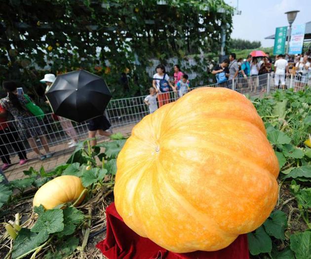 【NO.362每日新鲜事】农博会现场惊现300斤巨型南瓜_新浪安徽_新浪网