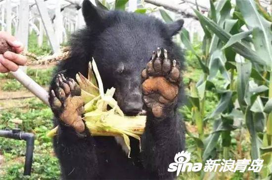 新版熊出没之狗熊掰棒子_新浪青岛_新浪网