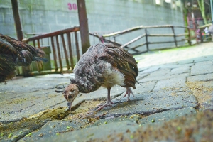 小孔雀自行觅食