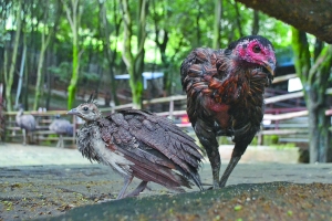 小孔雀与鸡妈妈