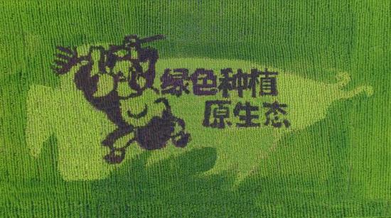 金龙鱼原香稻品质比肩日泰米