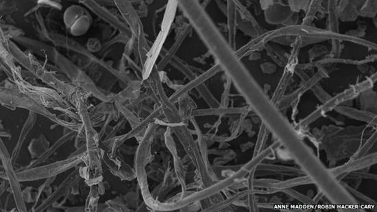 科学家收集全美1200户家庭的尘埃样本